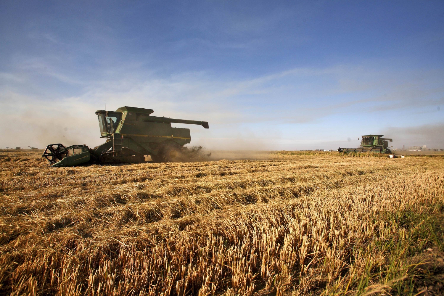 Japan's private-sector rice imports jump by 95 times in 2025