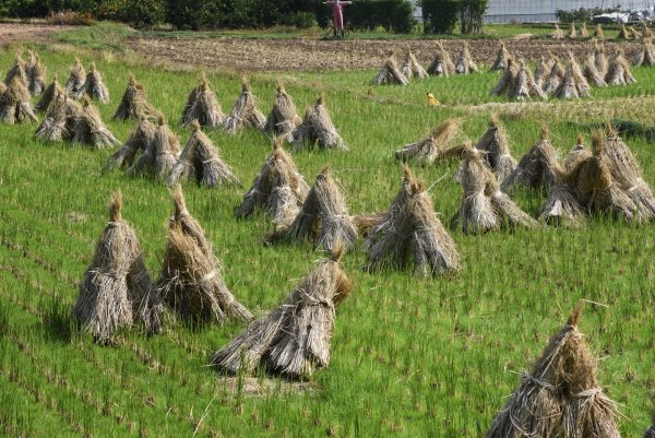 The 2-Level Game in Japan&rsquo;s Agriculture Trade Negotiations